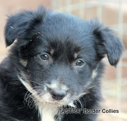 Tricolour Female border collie puppy